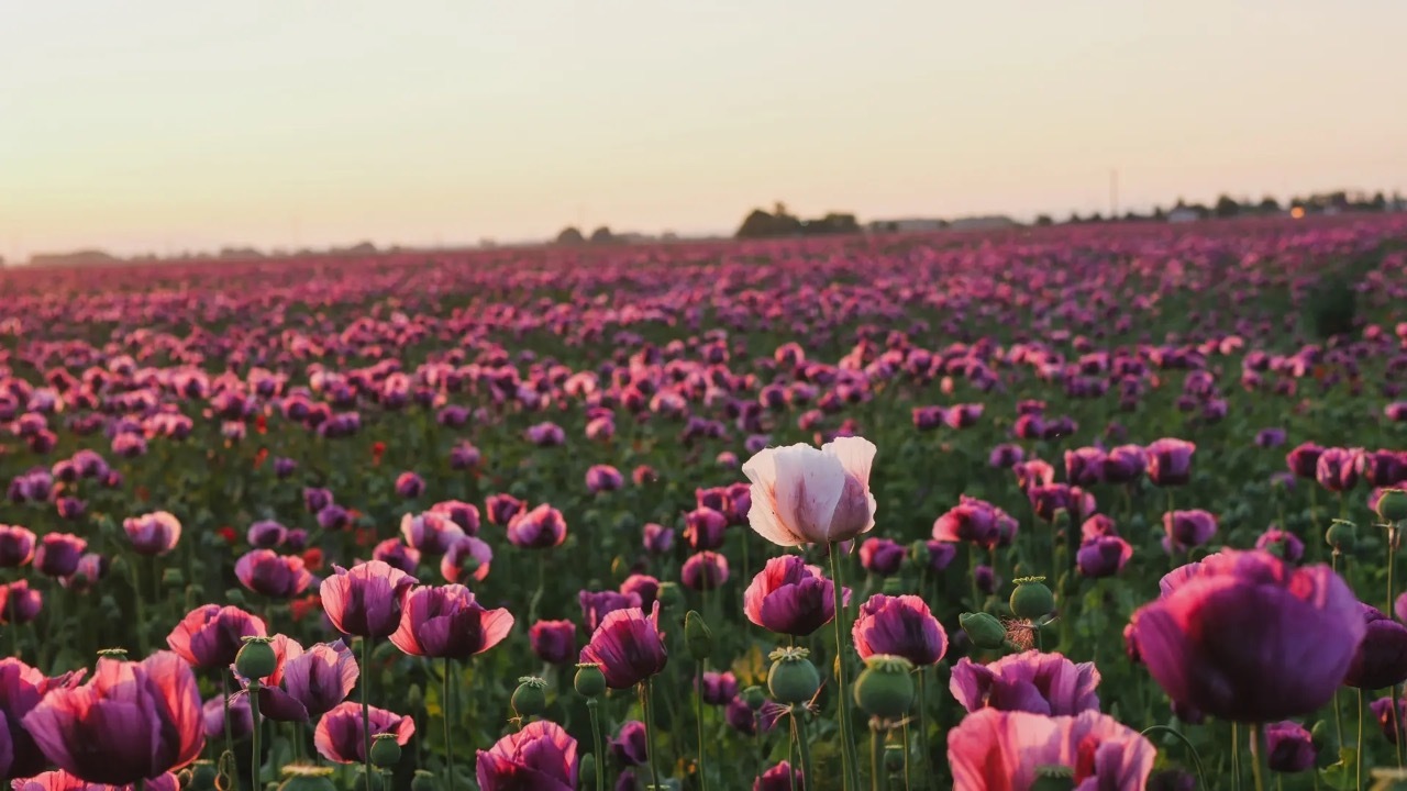 mak siaty slovensko príroda