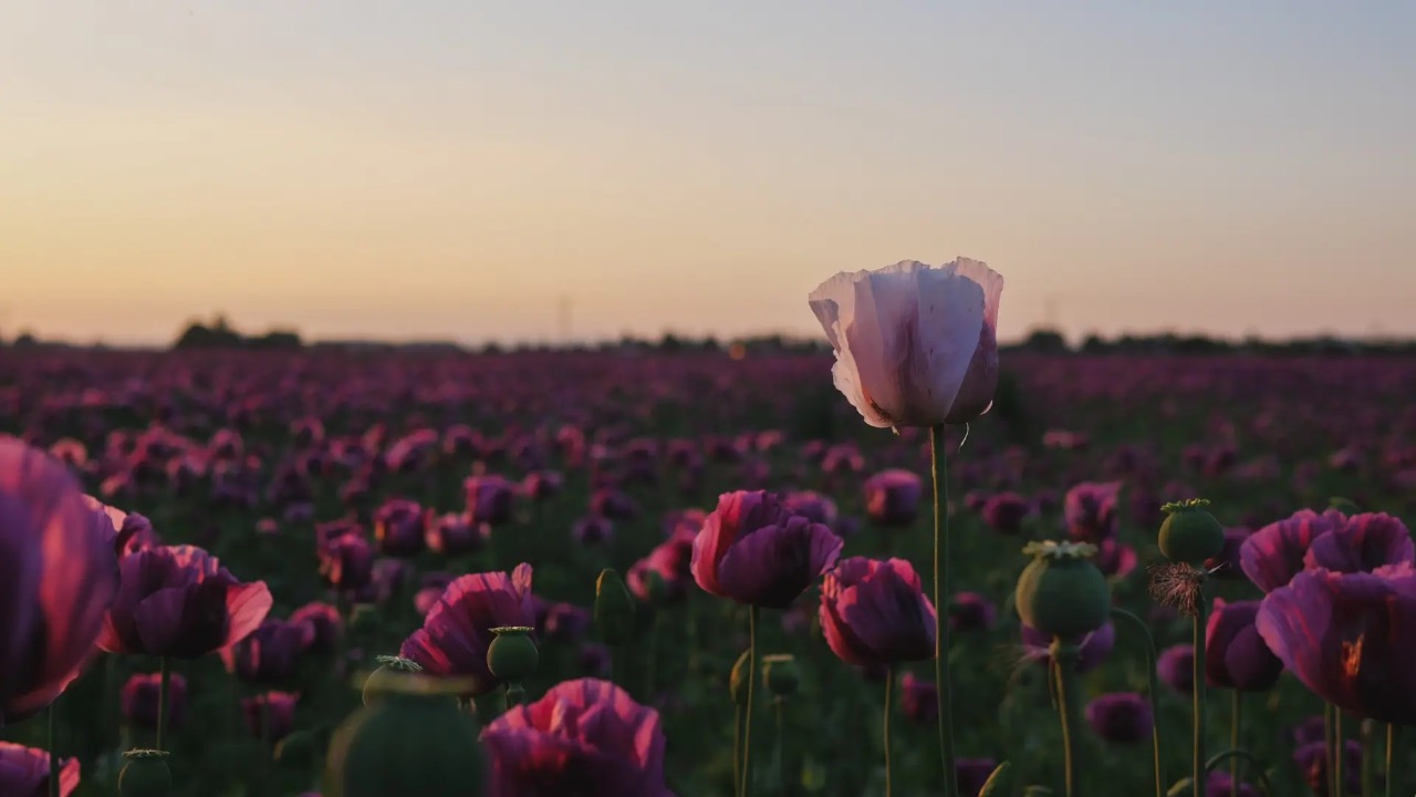 mak siaty slovensko príroda