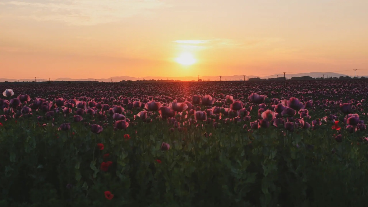 mak siaty slovensko príroda