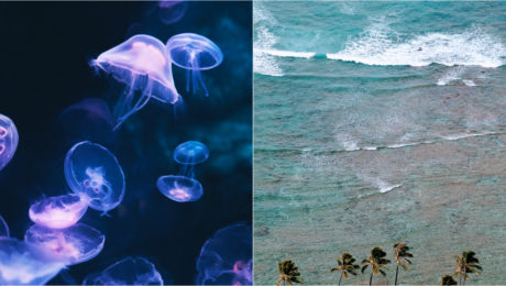 Medúza, more