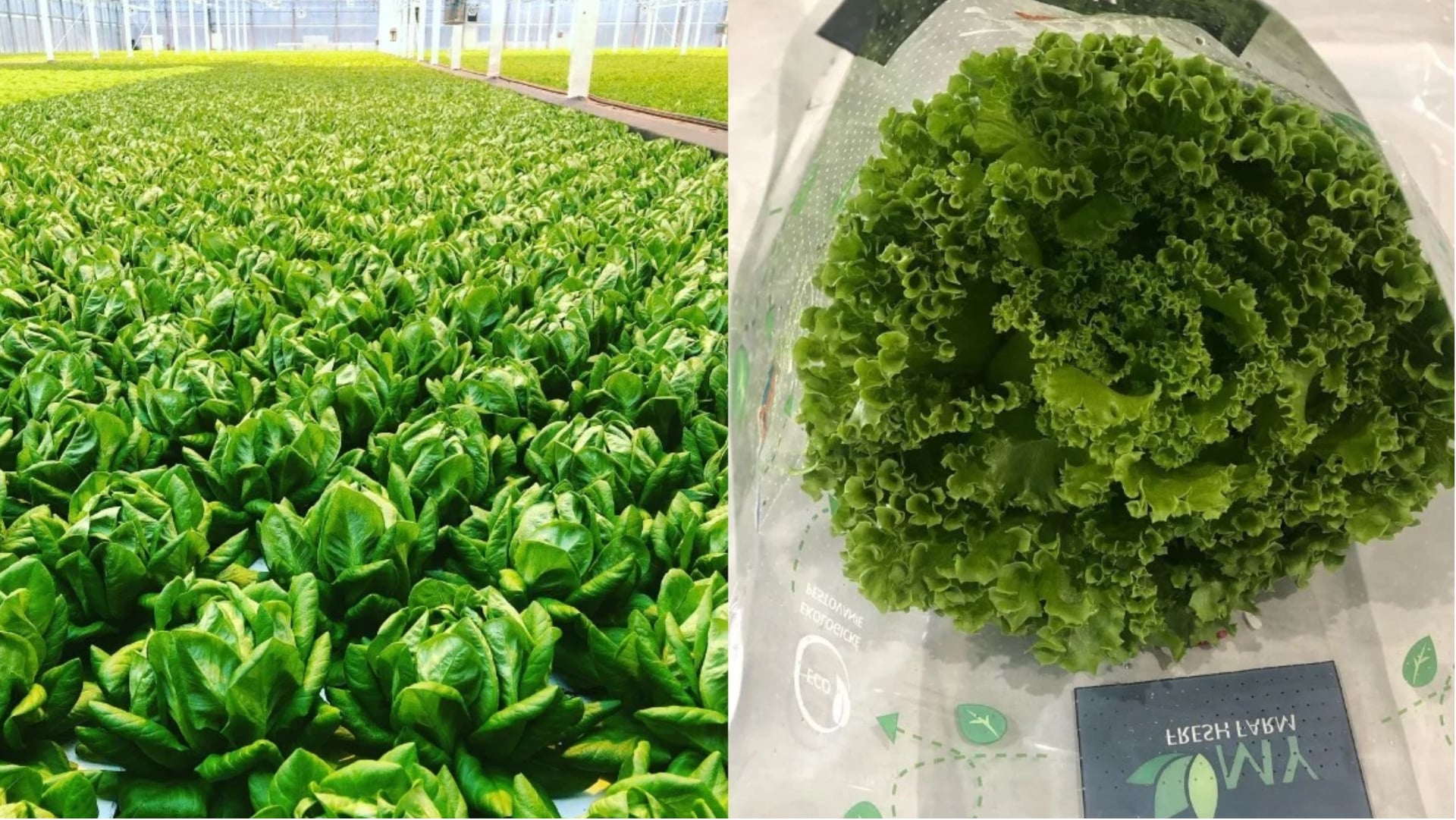 listové šaláty z my fresh farm