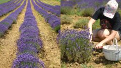 Levanduľové kráľovstvá sa