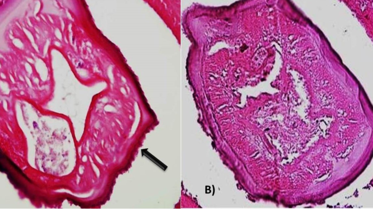 pjimage – 2021-07-20T195722.957