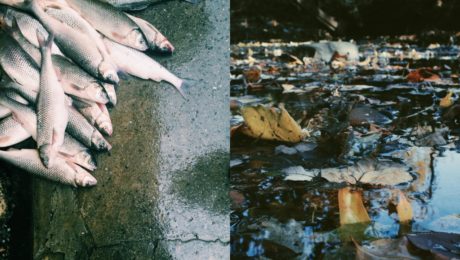 NOVÁ ŠTÚDIA: „Pervitínové