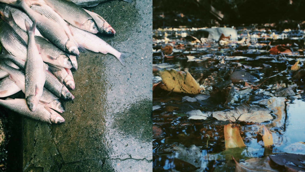 pjimage – 2021-07-27T131403.299