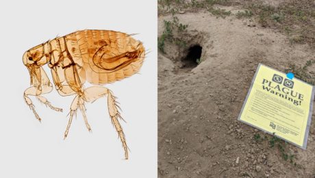 mor maska Colorado Amerika