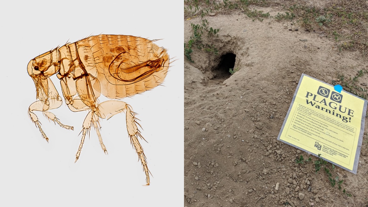 mor maska Colorado Amerika