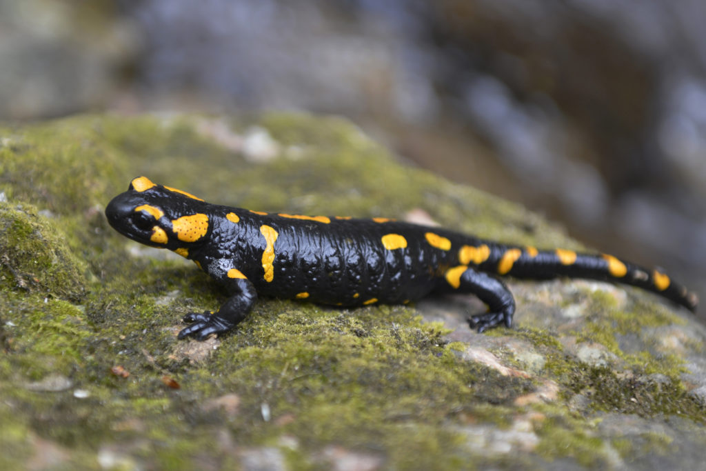 salamandra škvrnitá