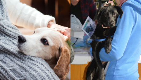 Zvierací ombudsman, Nájdite sa