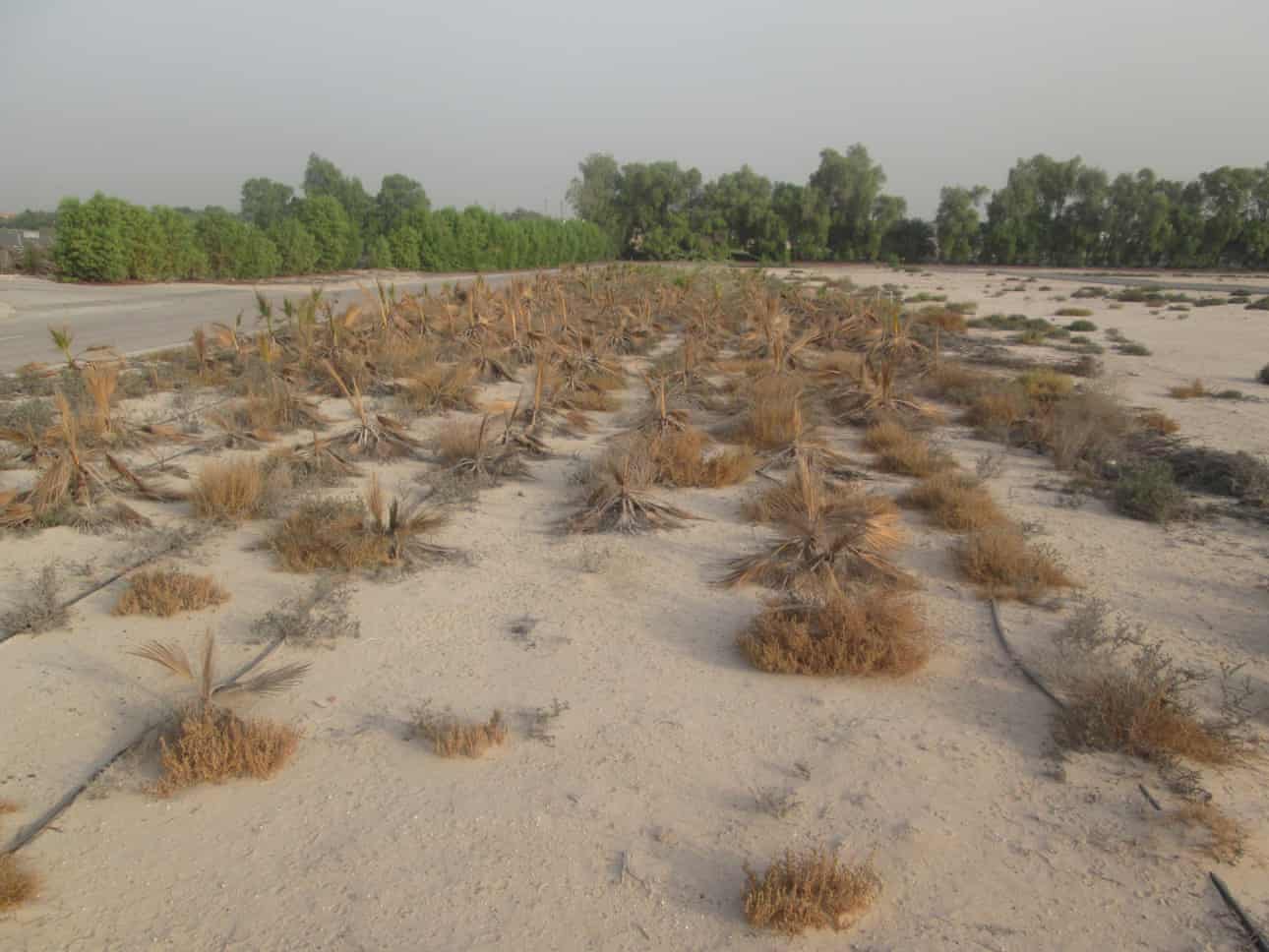 dubaj, lesná škôlka