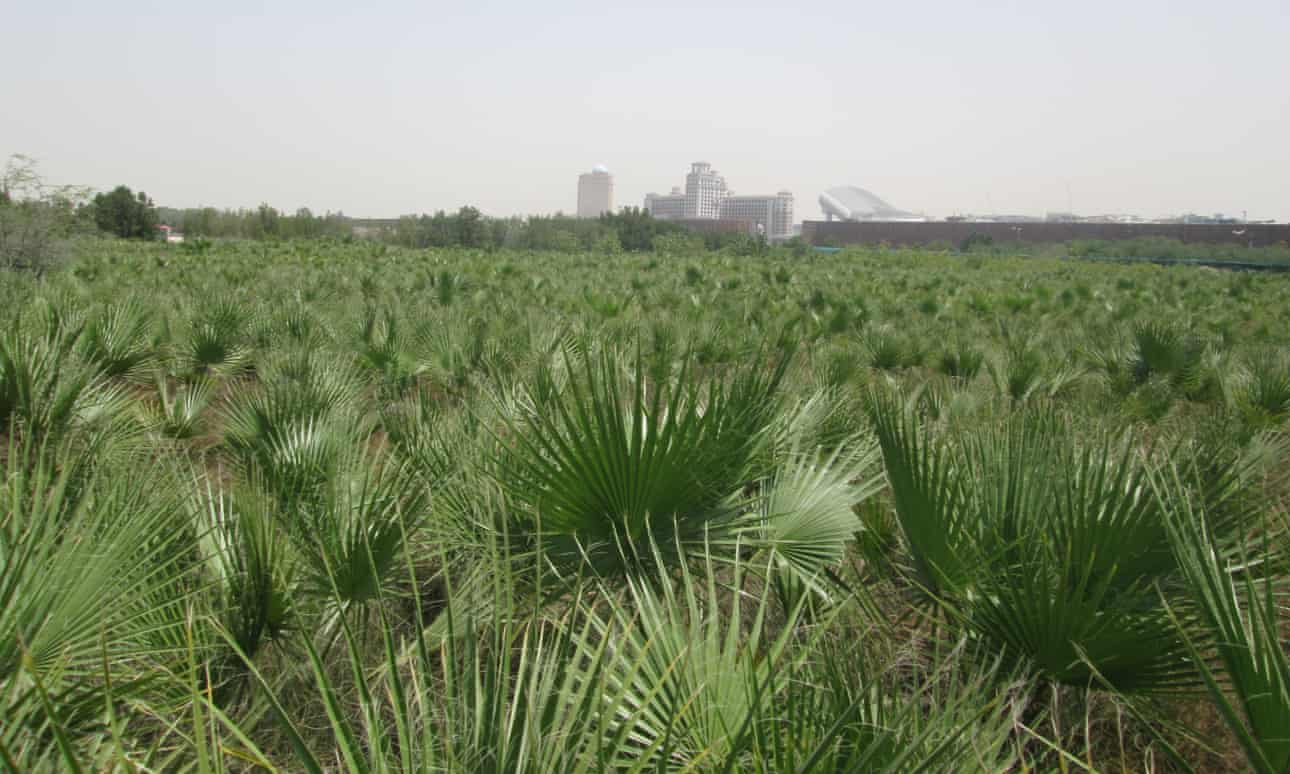 dubaj, lesná škôlka