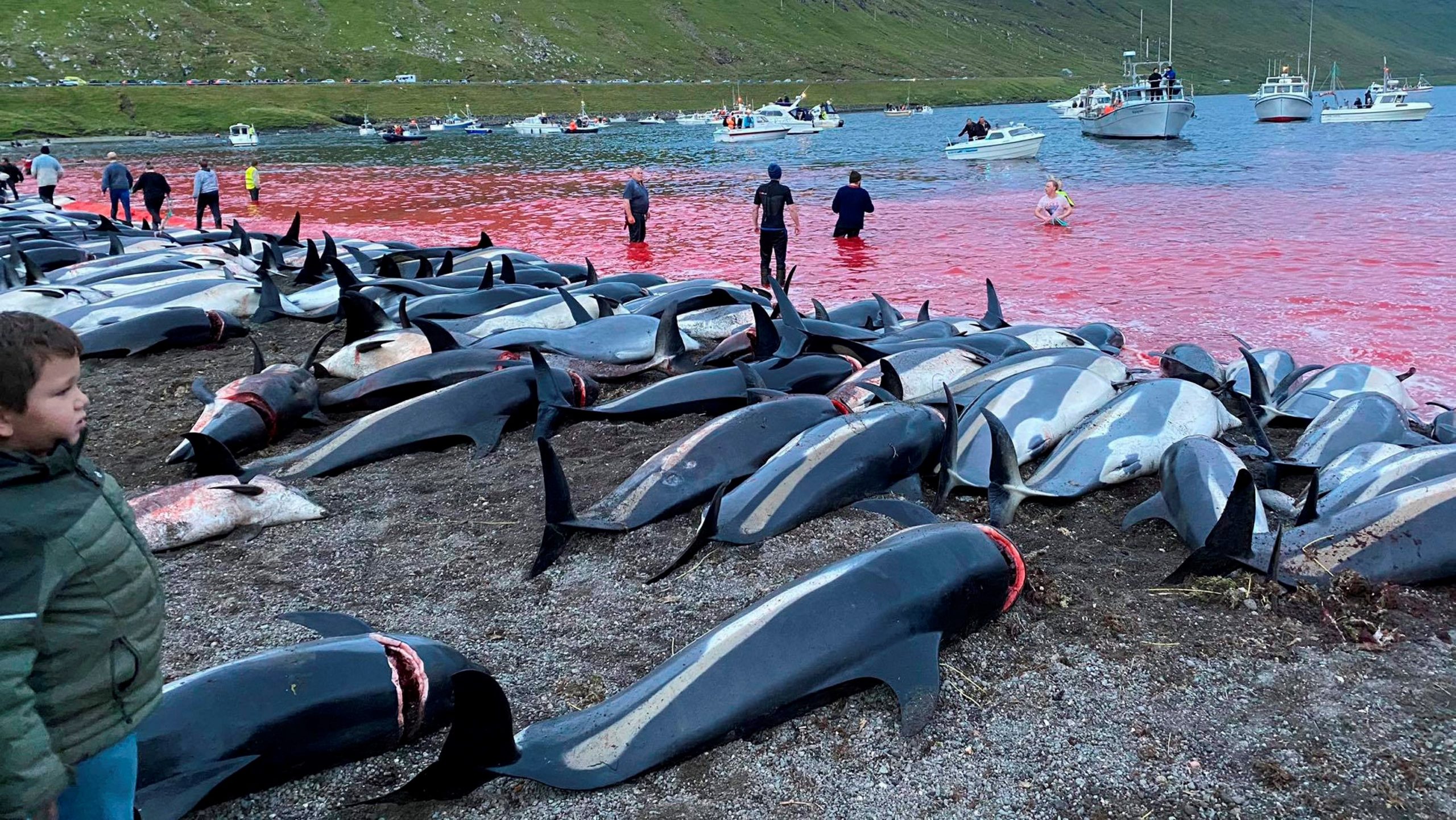 delfín faerske ostrovy