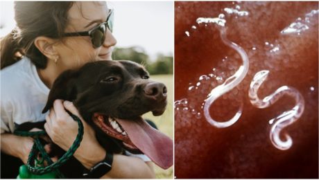 Psy ohrozuje parazit