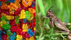 Sladké pochúťky z