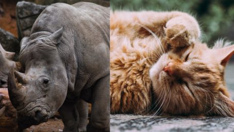 Skúmajú reč mačiek,