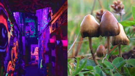 Obľúbenosť LSD či