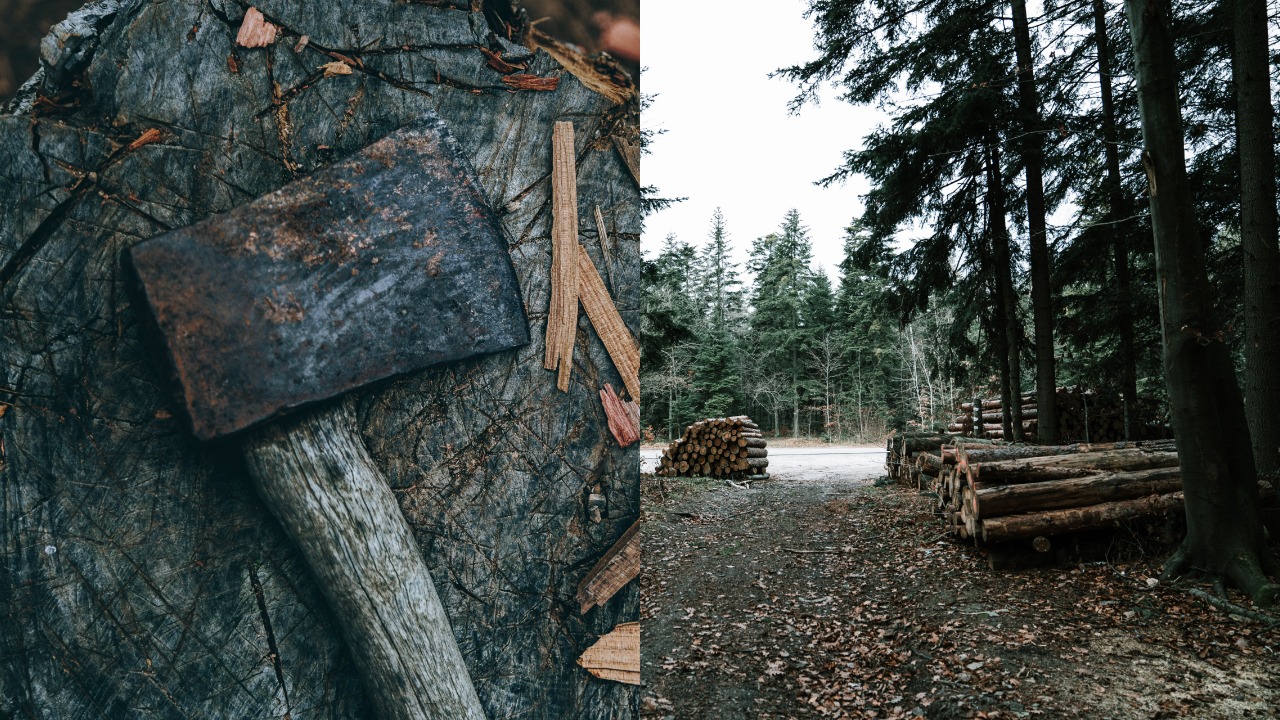 Výrub stromov škodí klíme