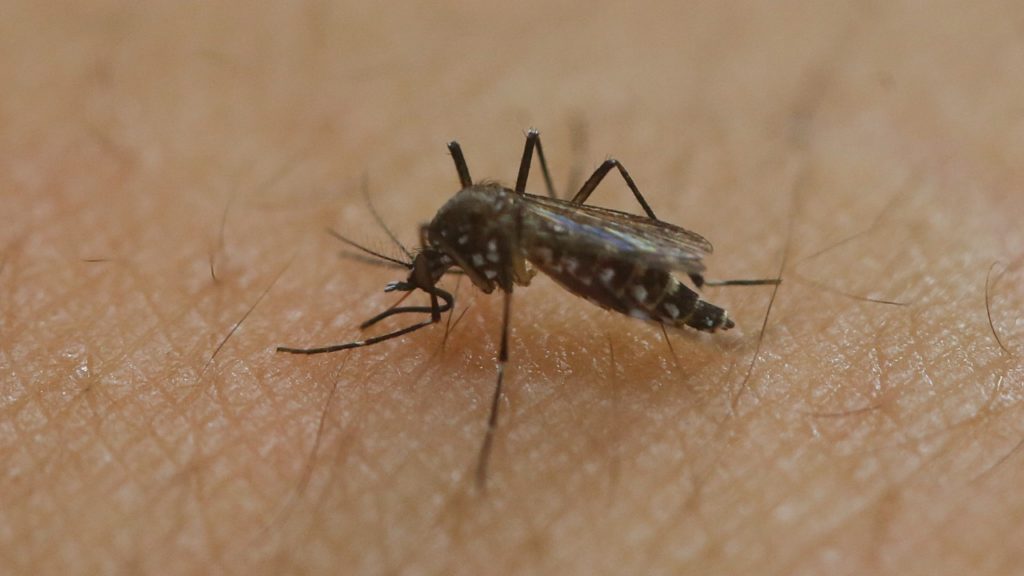 komár druh Aedes aegypti ázijský tigrí moskyt