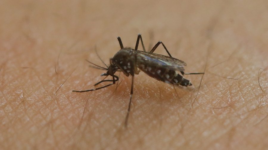 komár druh Aedes aegypti ázijský tigrí moskyt