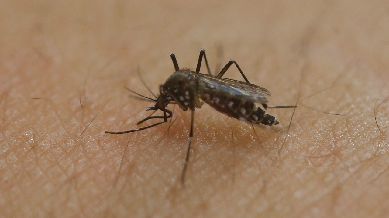 komár druh Aedes aegypti ázijský tigrí moskyt