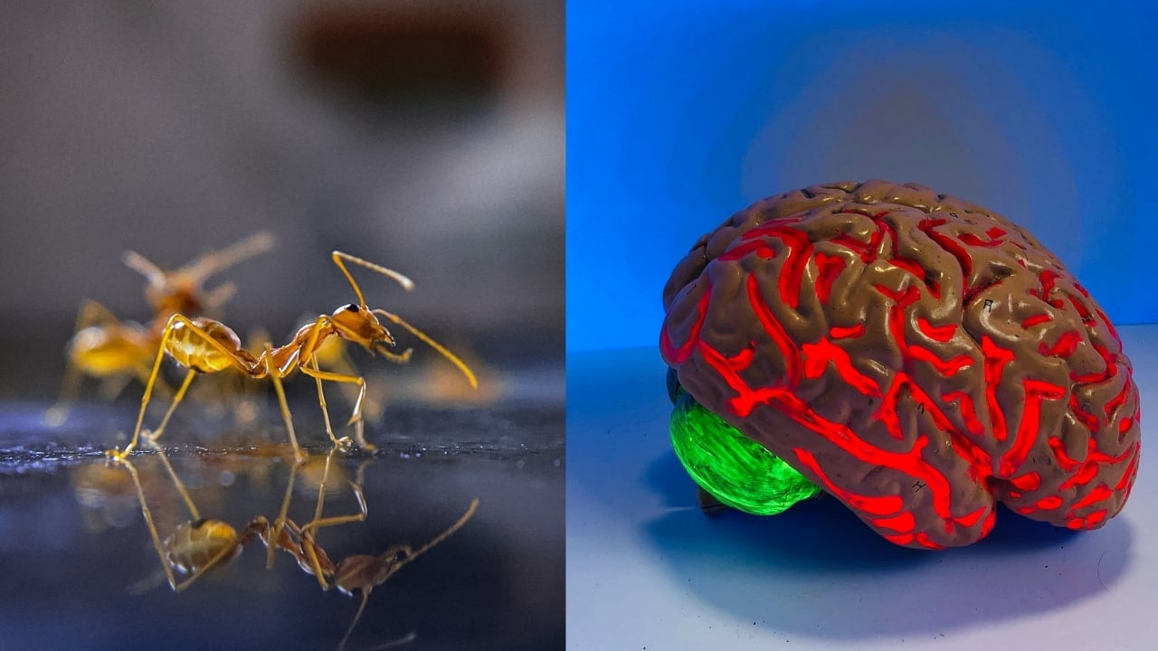 mozog, mravec