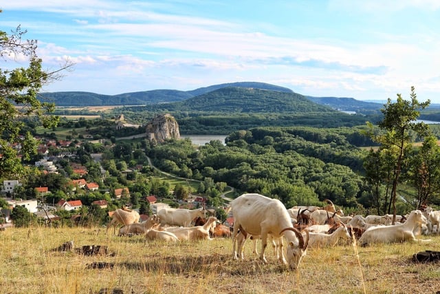 lesostepné lúky Devínska kobyla_foto Matej Patka.j pg