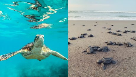 Smutný pohľad: More