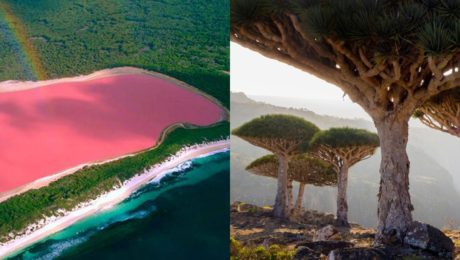 Mačací ostrov, ružové