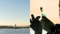 Canberra, vakcinácia