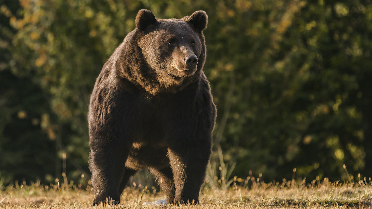 Romania_Bear_Killed_Austrian_Prince481089779534