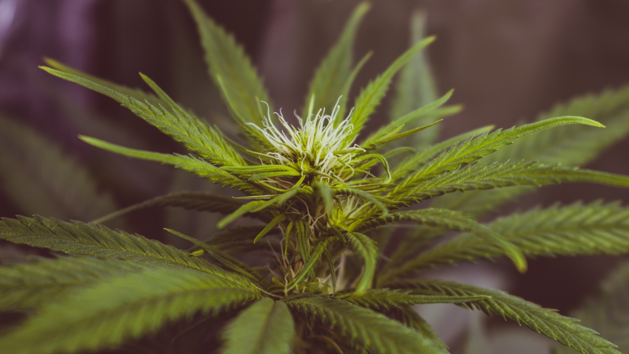 kanabinoid štúdia výskum marihuana