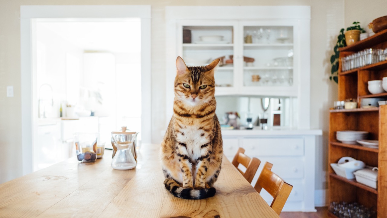 mačky štúdia zvieratá