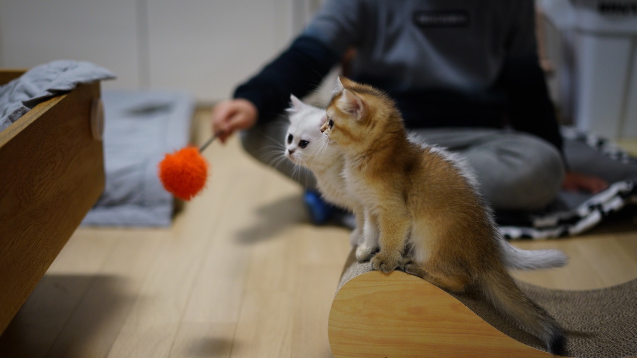 mačky štúdia zvieratá