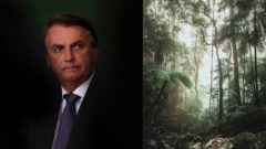 Odlesňovanie „pľúc našej