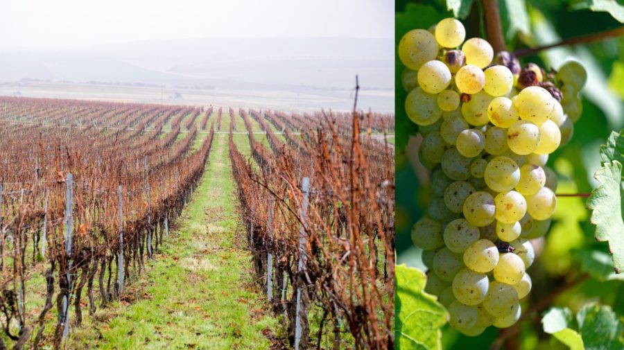 Na snímke vinohrady neďaleko obce Doľany. Na snímke strapce hrozna počas zberu vo vinohradoch.