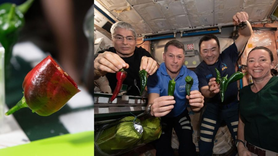 Čili papričky v ISS