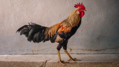 Nebezpečné ochorenie nahlásilo