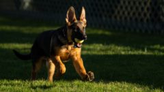 Biden predstavil nového