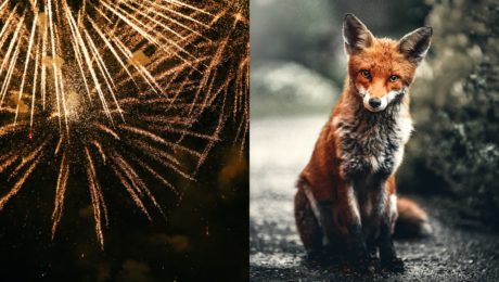 Petardy a ohňostroje