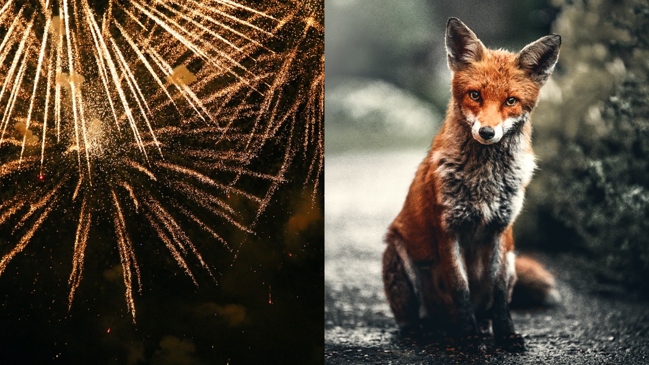 pjimage – 2021-12-27T192325.423