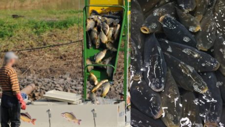 Slováci každoročne vypúšťajú