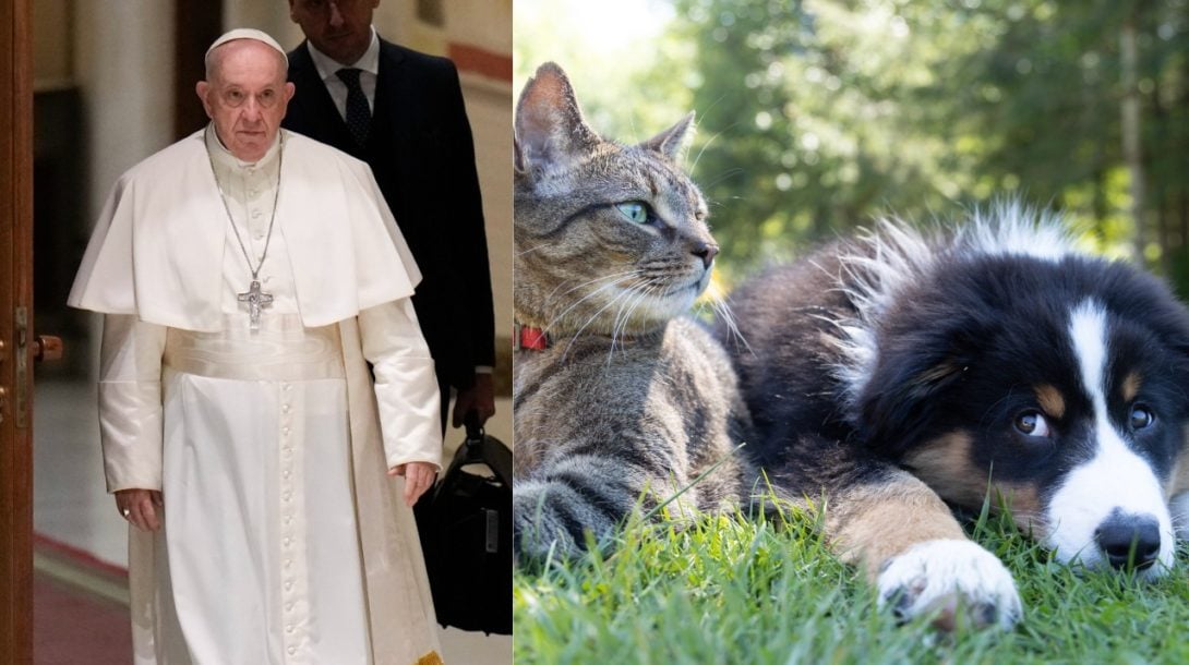 Pápež mačka pes