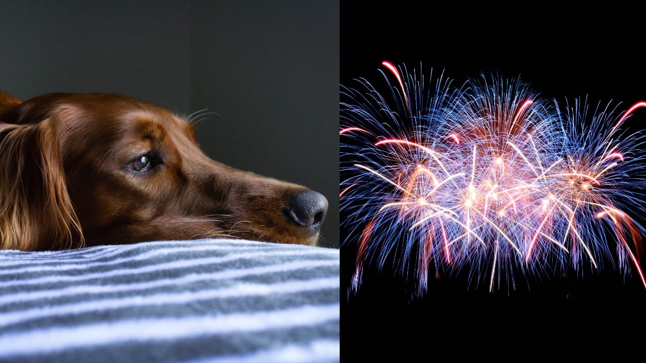 ohňostroj zvieratá