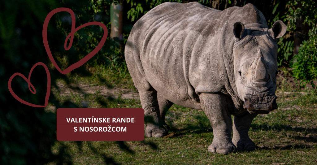 Rande s nosorožcom