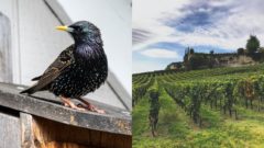 škorec, škorce, vinohrady