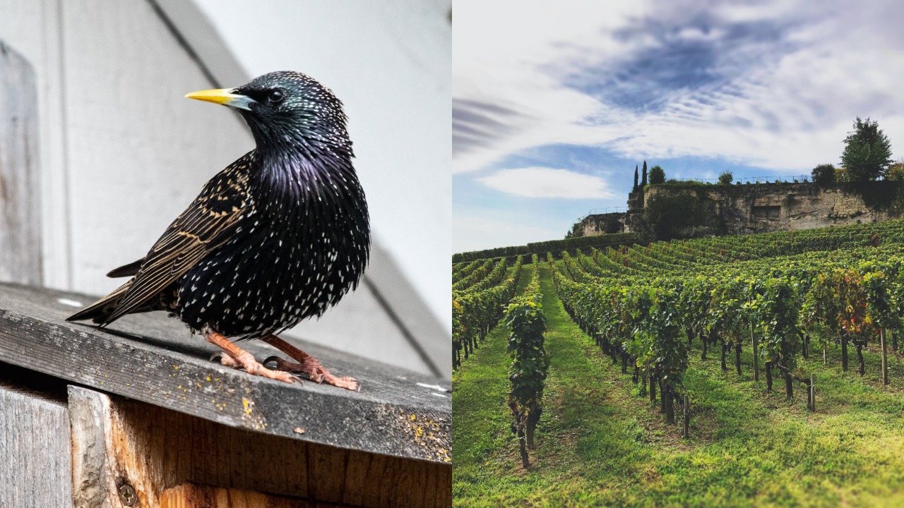 škorec, škorce, vinohrady