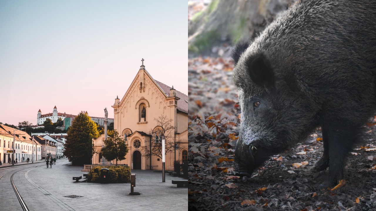 Bratislava, diviak, diviaci, diviaky