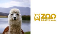Alpaca a Bratislavská ZOO