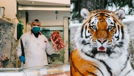 Zvieratá lovia tak,