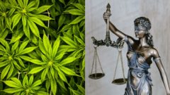 marihuana a socha spravodlivosti